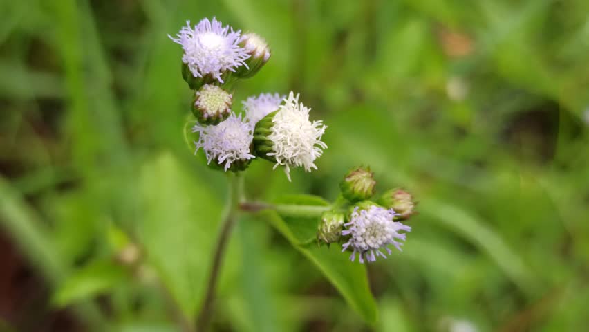 Ageratum conyzoides in the bush