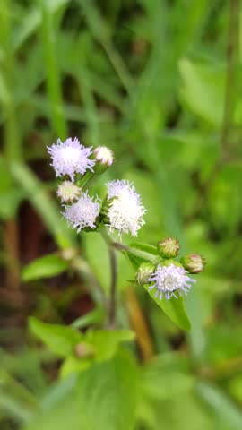 Ageratum conyzoides in the bush