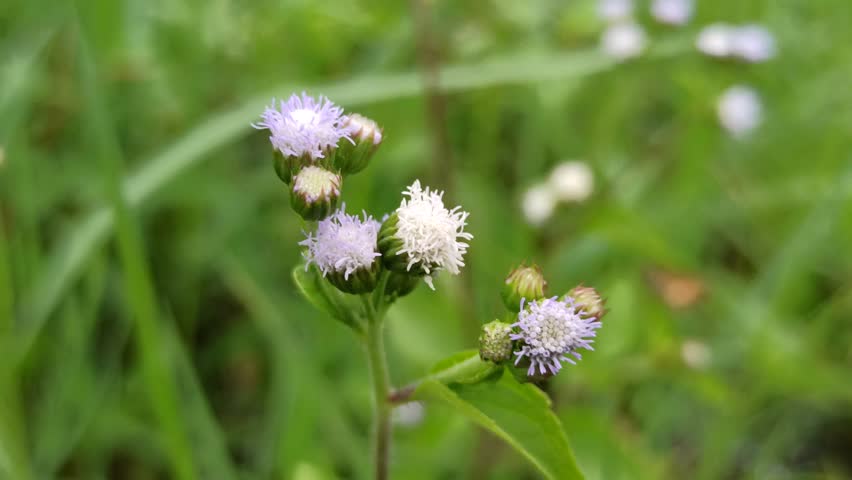 Ageratum conyzoides in the bush