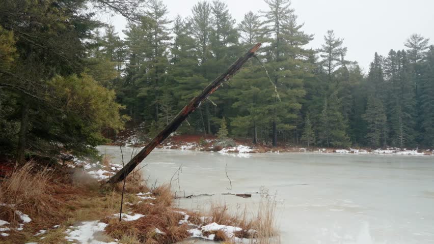 A during tree trunk leaning towards a frozen lake, with forest in the background in Algonquin Park, Ontario, Canada