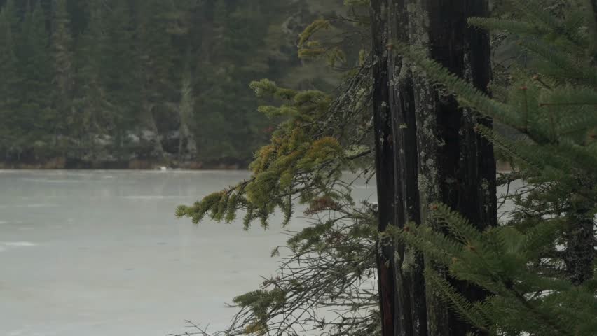 A Close up of evergreen tree limbs lightly blowing in the wind with a frozen lake and forest in the backdrop in Algonquin Park, Ontario, Canada