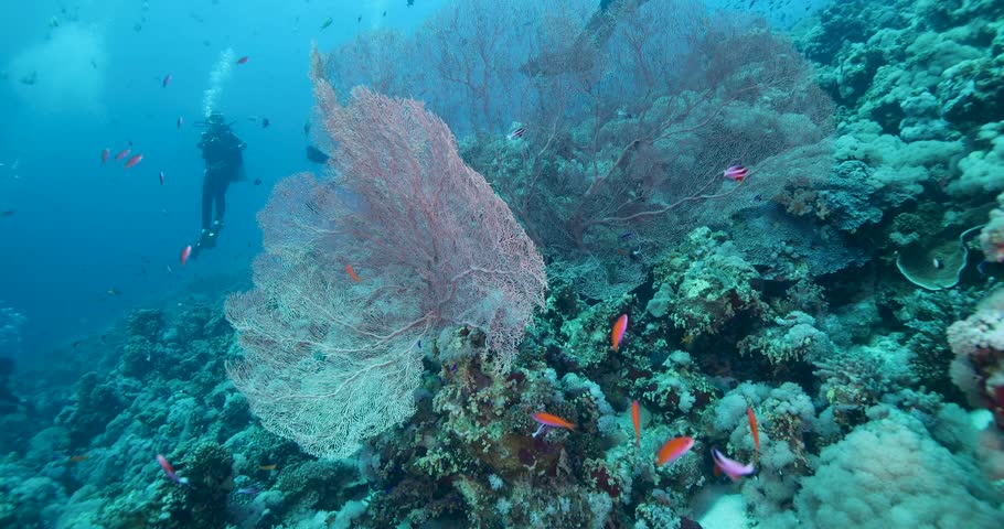 Hard and soft coral Alcyonacea or Gorgonian Coral and numerous glass fish living around it. Divers swim in the background. Practicing underwater sports. Diving underwater. Photo from summer vacation