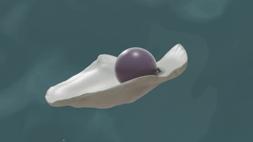 Quahog pearl in venus clam