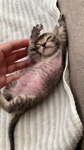Cute small tabby newborn kitten playing with human hand