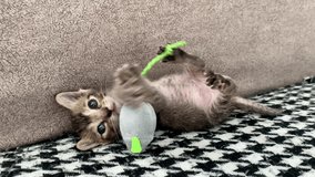 Cute small tabby baby kitten playing with the soft toy mouse - Powered by Shutterstock - Get 15% off with code: PIKWIZARD15