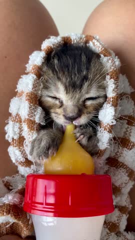 Cute two weeks old baby kitten eating from the bottle