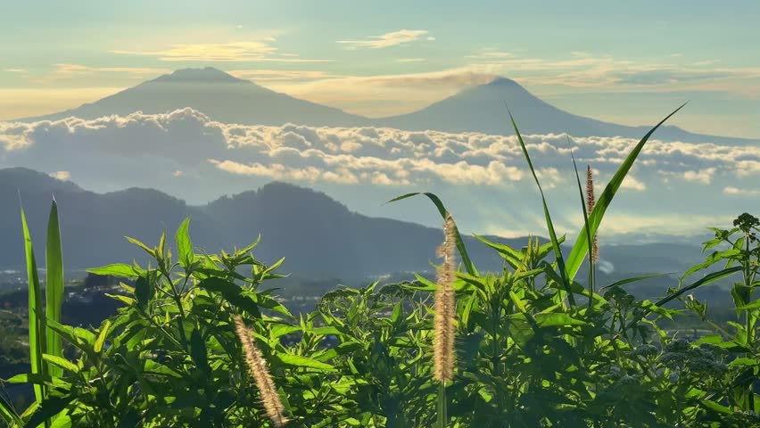Nature video background. Green grass with sea of clouds mountain background.
