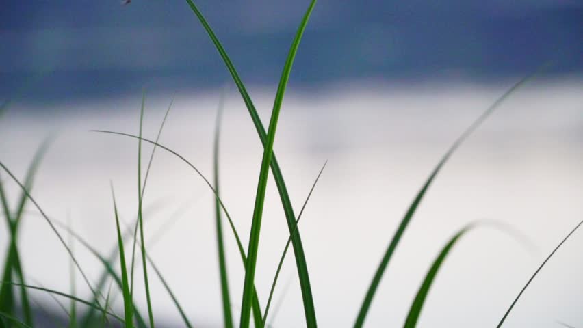 Shutterstock Video