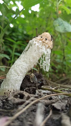 mushrooms that have been eaten by insects