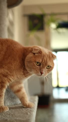 Scottish Fold cat jumps off a ledge in a cozy indoor setting filled with natural light