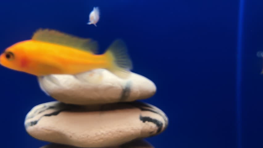 Assorted African Cichlids Exploring Aquarium Rocks in Pet Store Display