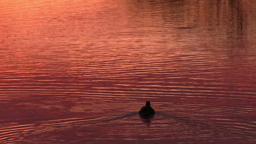 Duck floats on the surface of the water, dawn