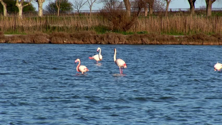 Flock of pink flamingos in lake