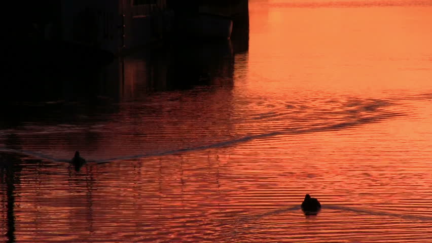Ducks floats on the surface of the water, dawn