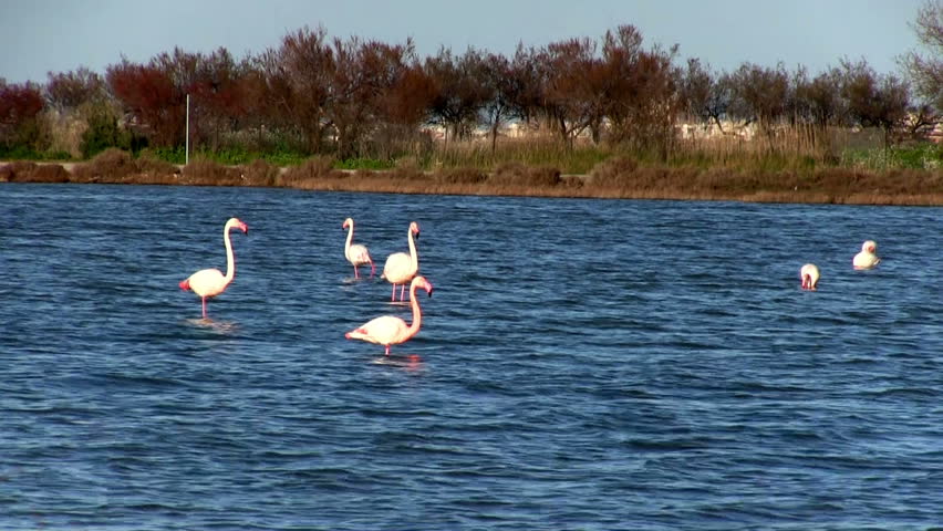 Flock of pink flamingos in lake