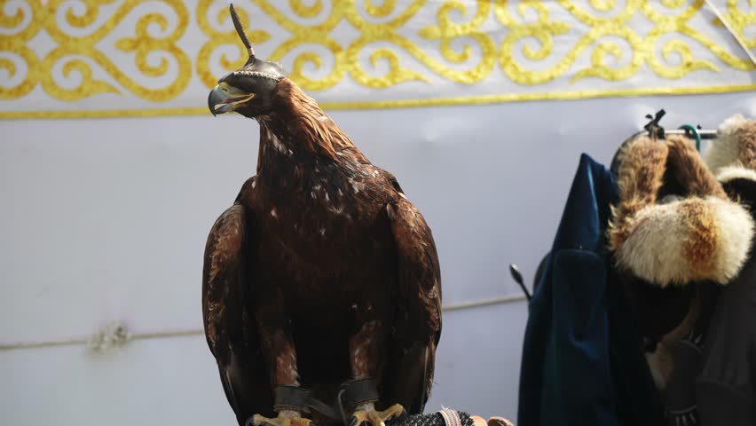 A golden eagle with its head covered on a man
