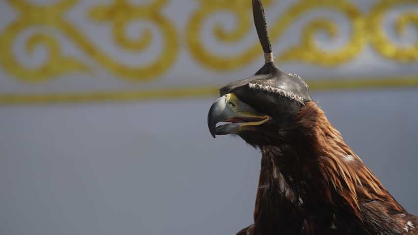 A golden eagle with its head covered on a man
