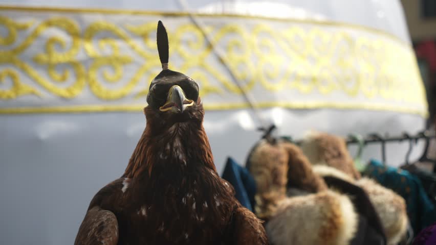 A golden eagle with its head covered on a man