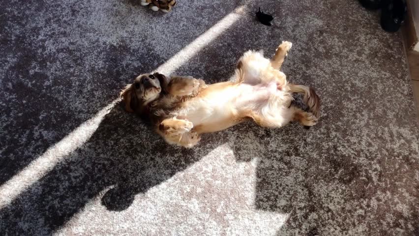 Dog is laying on the floor and looking up at the camera. The dog appears to be enjoying itself and is in a playful mood