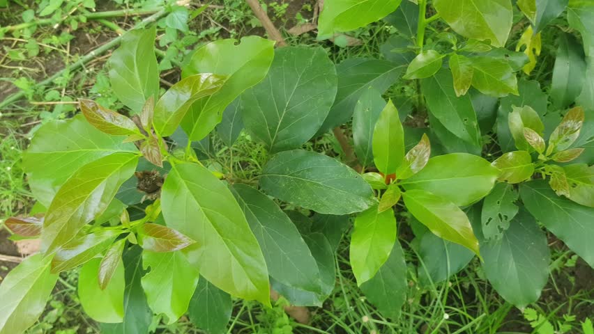 Young avocado tree or Persea americana in an avocado plantation.