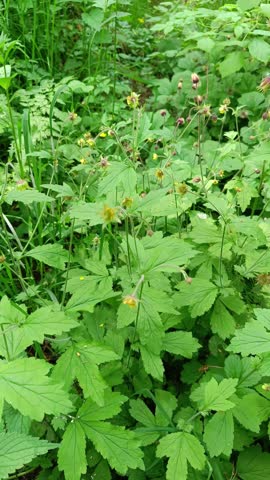 Marsh Marigold Vegetation (Géum rivále) in a Lush Green Forest  