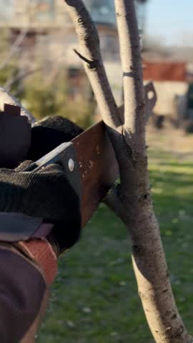 man trimming tree branches with saw, spring gardening
