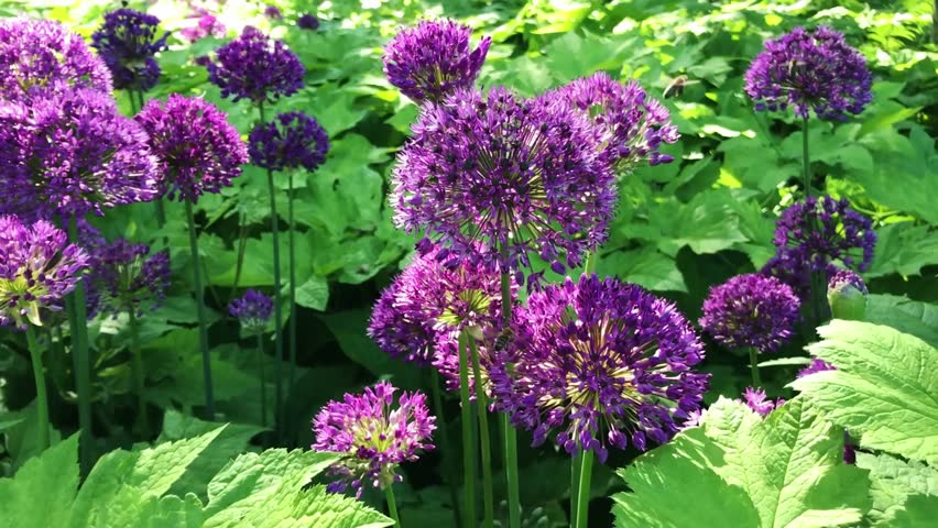 Field is filled with a variety of purple flowers, creating a beautiful and vibrant scene. The flowers are of different sizes and are scattered throughout the field, with some standing tall