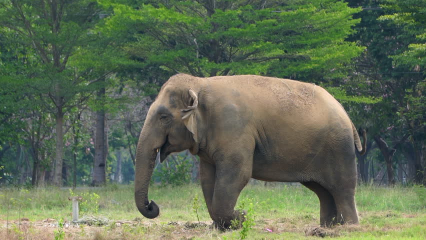 An elephant stands eating grass in a grassy field.