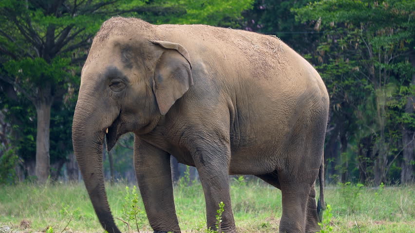 An elephant stands eating grass in a grassy field.