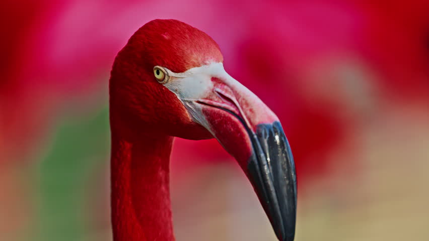 Close up of a bright colorful red American flamingo. This close up video shows a detailed view. Beautiful pink background with pink birds. Gorgeous pink flamingos on the lake