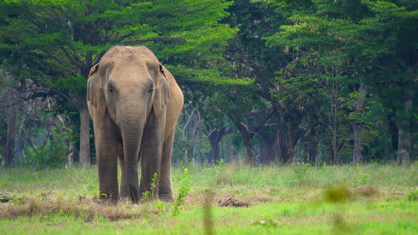 An elephant stands eating grass in a grassy field.