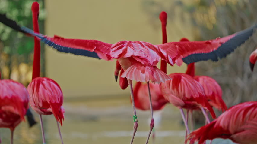 Close up of a bright colorful red American flamingo. This close up video shows a detailed view. Beautiful pink background with pink birds. Gorgeous pink flamingos on the lake