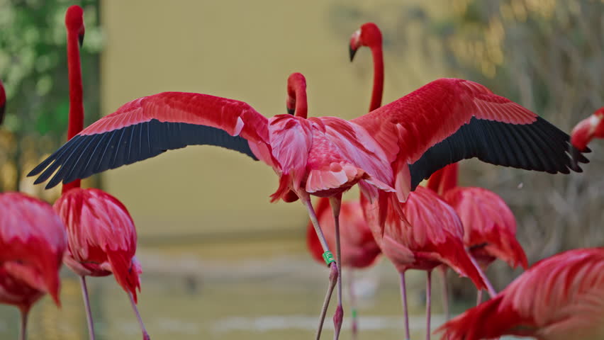 Close up of a bright colorful red American flamingo. This close up video shows a detailed view. Beautiful pink background with pink birds. Gorgeous pink flamingos on the lake