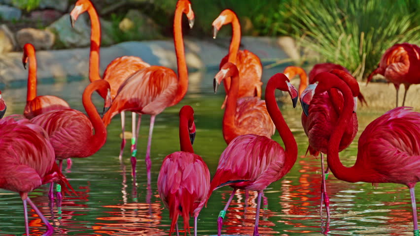 Close up of a bright colorful red American flamingo. This close up video shows a detailed view. Beautiful pink background with pink birds. Gorgeous pink flamingos on the lake