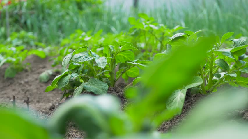 Potatoes growing well in new soil. Soil amendments improve crop performance and yield. Sunny garden field. Vegetables are growing. Crop is part of agriculture. Green leaves on a bush