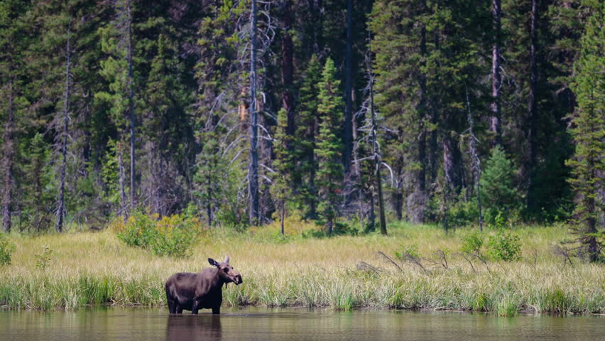 A large moose stands in the lake water, gazing calmly, with tall forest trees surrounding the scene, showcasing peaceful wildlife and natural beauty.