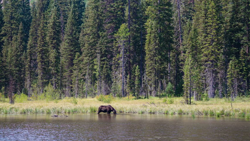 A lone moose feeds in the calm lake water, surrounded by towering trees, capturing a tranquil moment of wildlife amidst nature’s serenity.