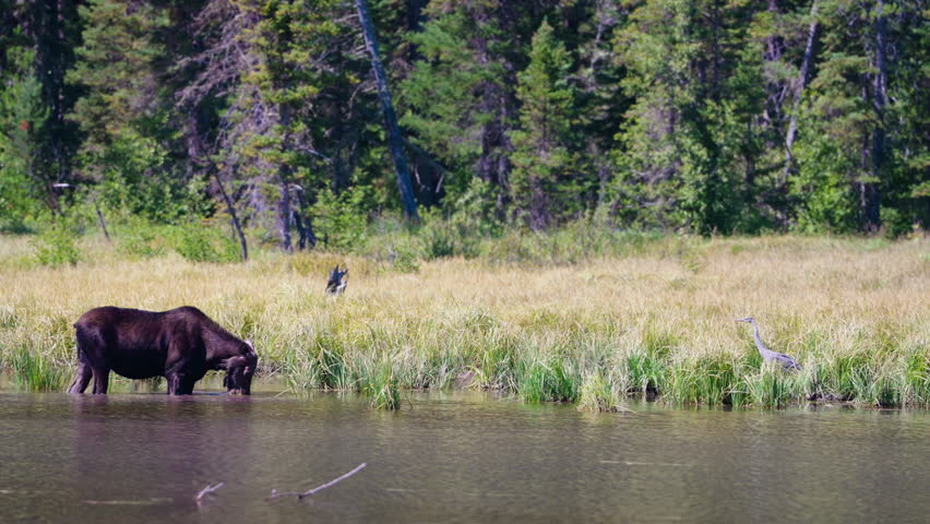 A moose feeds in the calm lake water, with tall trees and lush grass surrounding the peaceful scene, showcasing wildlife in its natural habitat.