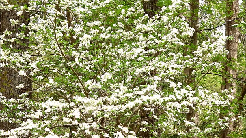 A White Dogwood Tree in Stock Footage Video (100% Royalty-free) 3755441