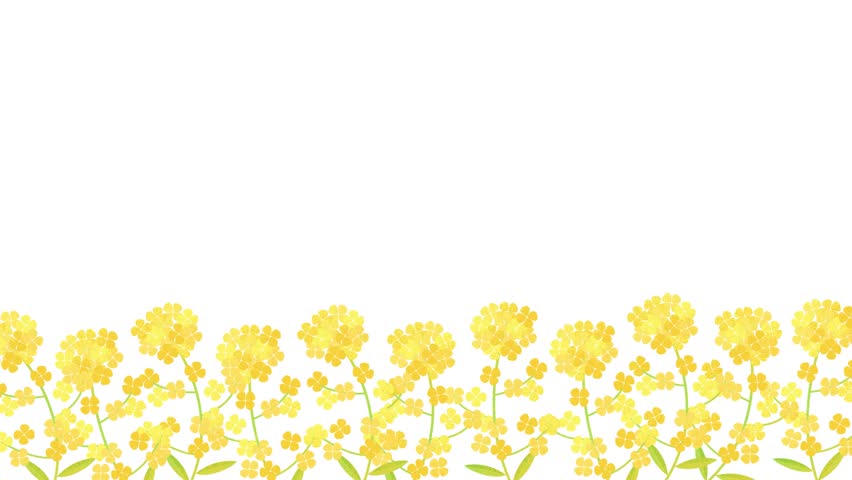 yellow canola flowers swaying in the wind on white background animation