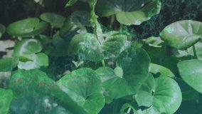 Digital network overlaying green leaves in nature, creating animated effect. Technology, innovation, sustainability, environment, digital transformation, eco-friendly - Powered by Shutterstock - Get 15% off with code: PIKWIZARD15