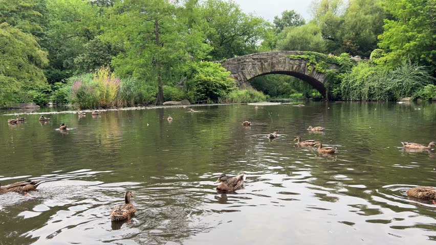 Calm and peaceful landscape with ducks gracefully swimming under an ancient stone bridge in Central Park, New York