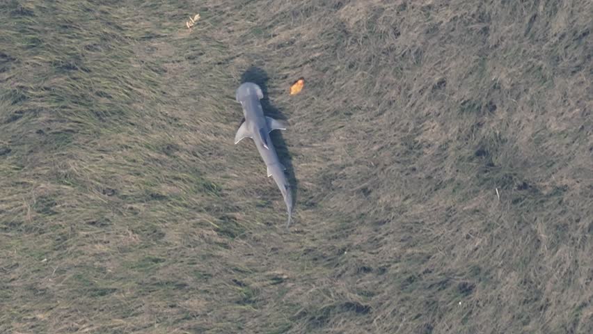 Bonnethead Shark Miami Florida 2025 Overhead Aerial 4K Drone Video 