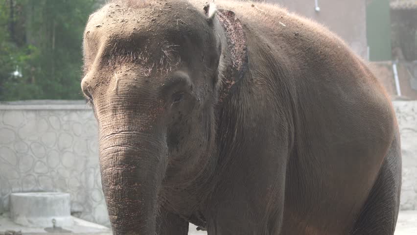 Elephant or Elephas maximus splashing dust to its body having a sand bath.