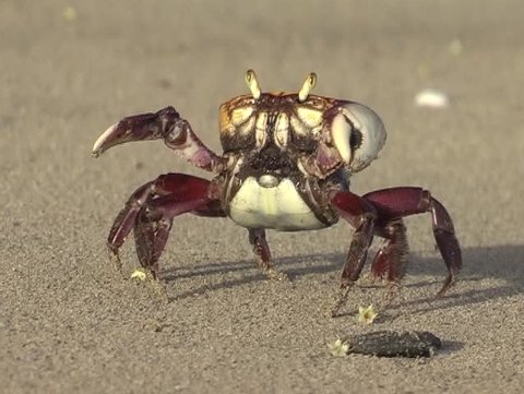 Crab on the beach, close up; nice sound (DV 4:3, Panasonic NV-GS 500)