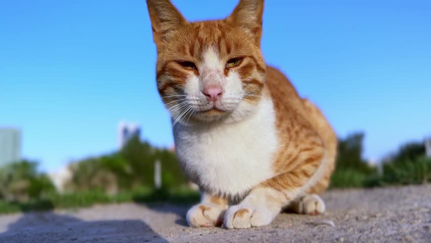 Capture the tranquility of a ginger cat basking in the sunlight, perfect for tranquil and nature-themed projects. Shot in stunning 4K resolution for exceptional clarity.