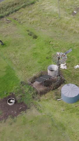 Cattle gather around windmill for feeding