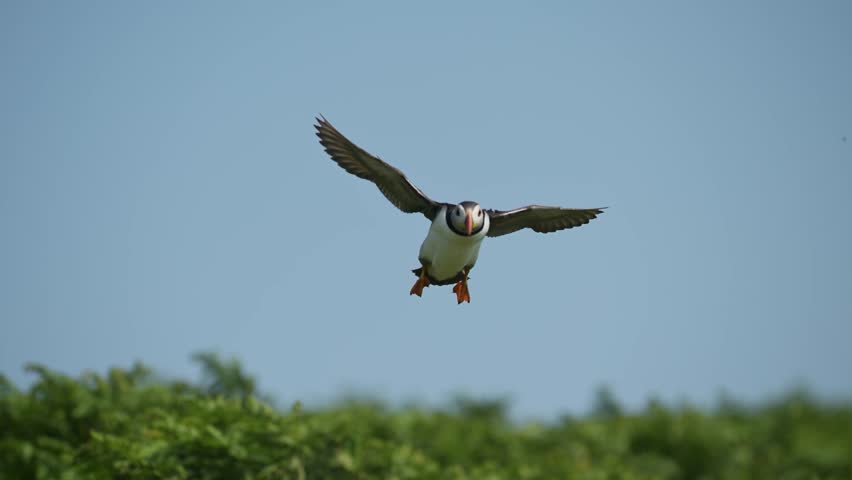Slow Motion Puffin Flying and Landing on the Ground at its Burrow, Close Up Atlantic Puffin In Flight in Slow Motion on Skomer Island