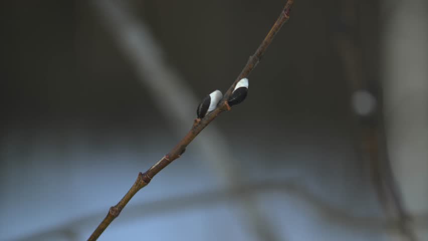 Pussy willow branches. Happy easter concept outdoor. Palm Sunday.