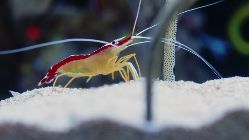Close-up of a Pacific cleaner shrimp in an aquarium. Pacific cleaner shrimp  in a marine aquarium with corals. Lysmata amboinensis in a sea tank.  Portugal Lisbon Oceanarium.
